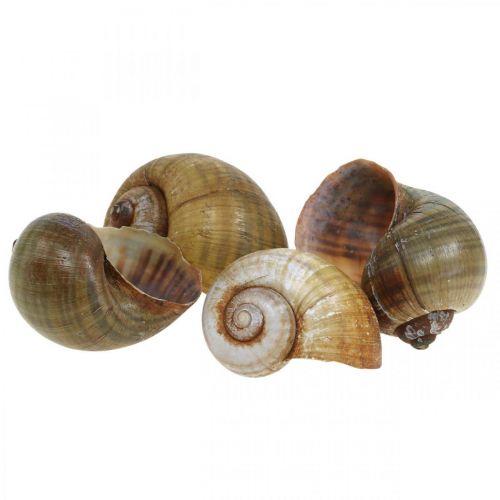 Floristik24 Décoration escargot, coquilles d&#39;escargot nature maritime, vert 10pcs