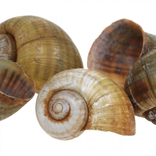 Article Décoration escargot, coquilles d&#39;escargot nature maritime, vert 10pcs