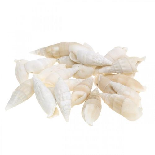 Floristik24 Déco escargots blanc, escargot de mer décoration naturelle 2-5cm 1kg