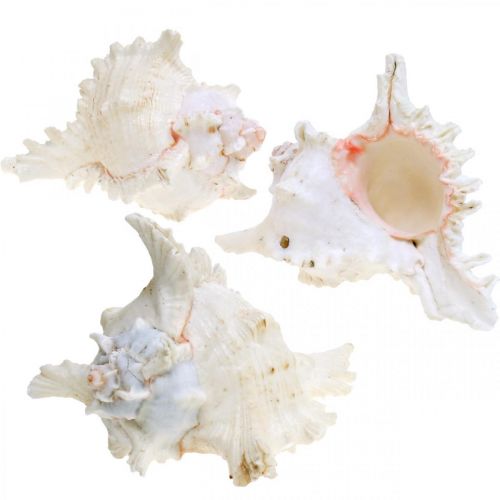 Floristik24 Coquille Chicoreus ramosus 16cm 3 pcs