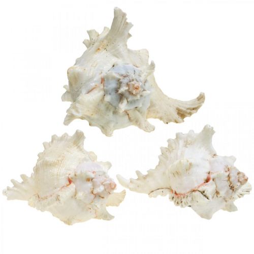 Article Coquille Chicoreus ramosus 16cm 3 pcs