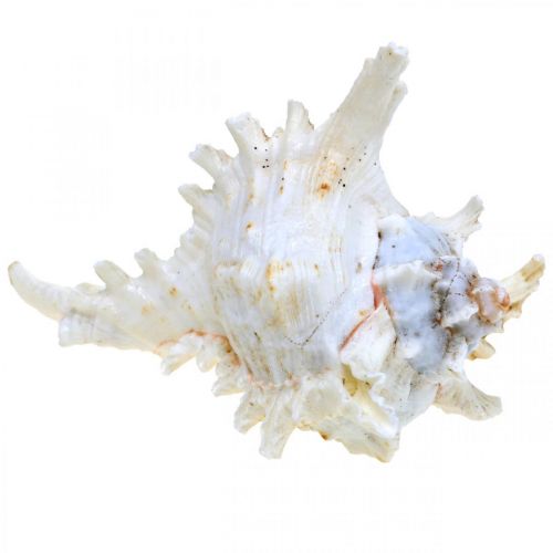 Article Coquille Chicoreus ramosus 16cm 3 pcs