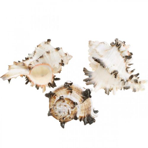 Floristik24 Déco coquilles d&#39;escargots striées, escargots de mer décoration naturelle 1kg