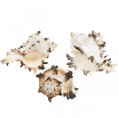 Floristik24 Déco coquilles d&#39;escargots striées, escargots de mer décoration naturelle 1kg