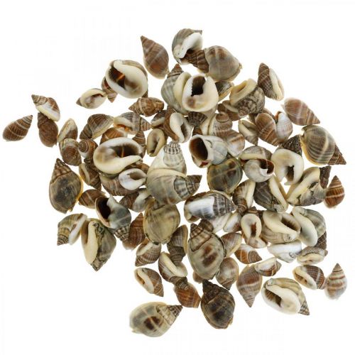 Floristik24 Décoration naturelle, coquilles d&#39;escargot naturel 1–2cm, décoration de coquille 1kg