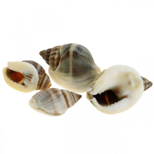 Article Décoration naturelle, coquilles d&#39;escargot naturel 1–2cm, décoration de coquille 1kg