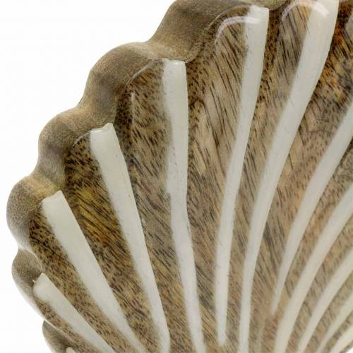 Floristik24 Coquille avec socle bois blanc, nature 20×14cm Décoration maritime pour le salon