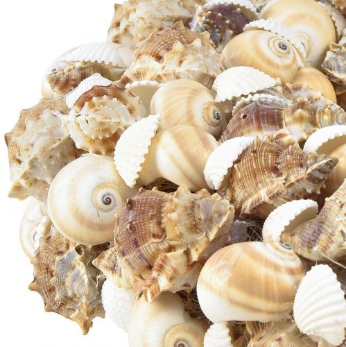 Floristik24 Couronne de coquillages couronne d&#39;escargot à suspendre noix de coco naturelle Ø25cm