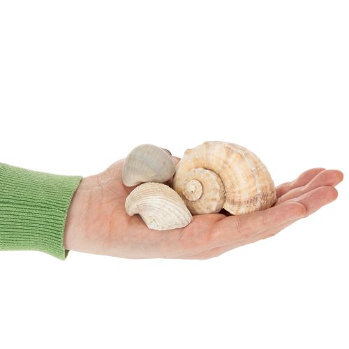 Article Escargots et coquillages - Éléments décoratifs maritimes pour une décoration intérieure unique - 500 g