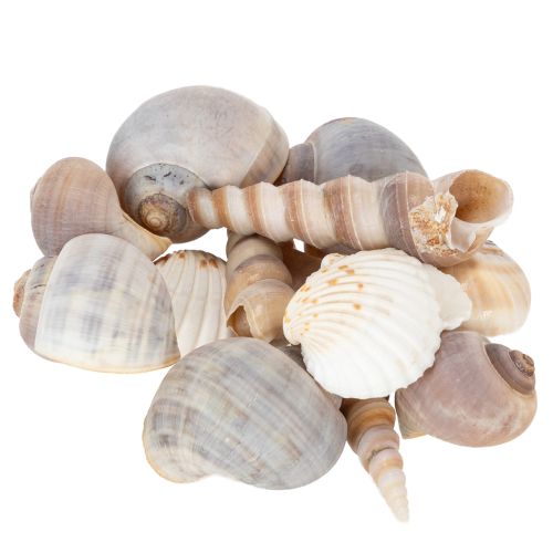 Floristik24 Coquillages et escargots. Éléments décoratifs marins naturels pour une décoration intérieure élégante. 500 g
