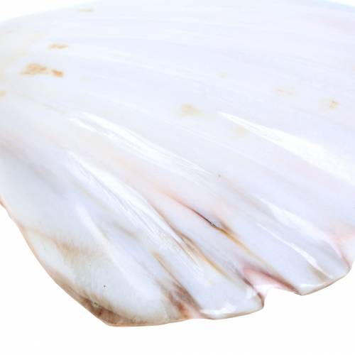 Floristik24 Décoration coquille Saint-Jacques polie 12-13cm 4 pcs