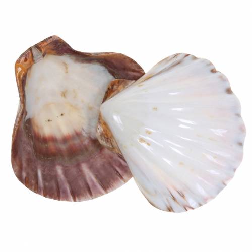 Floristik24 Décoration coquille Saint-Jacques polie 12-13cm 4 pcs