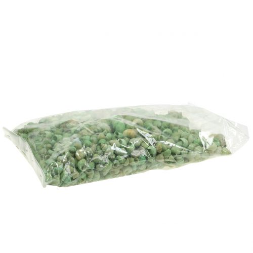 Floristik24 Assortiment de coquilles d&#39;escargot vert 1kg