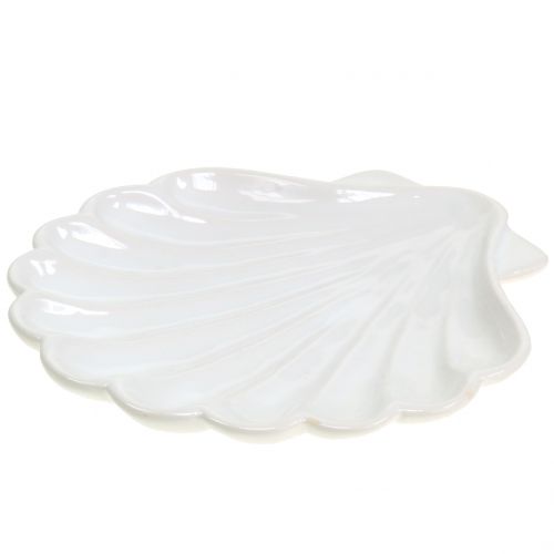 Floristik24 Coquille Décorative Blanc 15cm x 16cm 3pcs