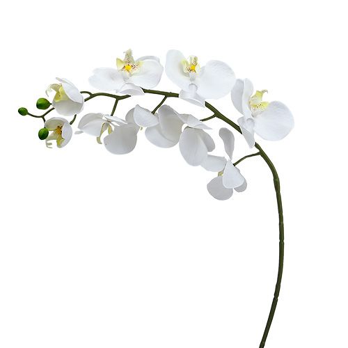Orchidée papillon 75cm Blanc