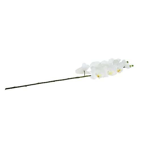 Floristik24 Orchidée papillon 75cm Blanc