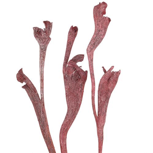 Article Natraj mélange de bois de cerf rouge, blanchi à la chaux 10 pièces