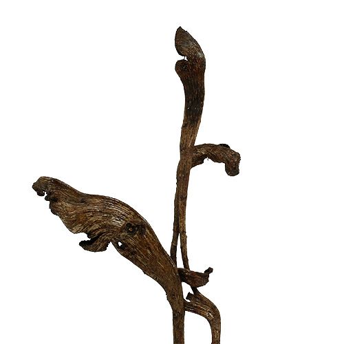 Natraj andouiller mélange de bois naturel 10 pièces