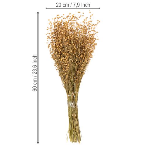 Article Lin naturel séché pour compositions florales séchées Linum Natur 60cm 180g