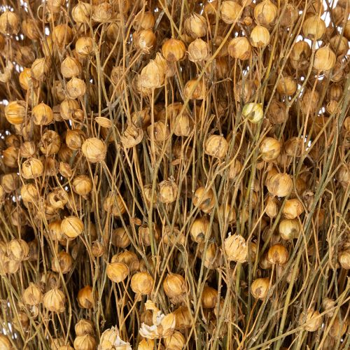 Article Lin naturel séché pour compositions florales séchées Linum Natur 60cm 180g