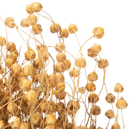Article Lin naturel séché pour compositions florales séchées Linum Natur 60cm 180g