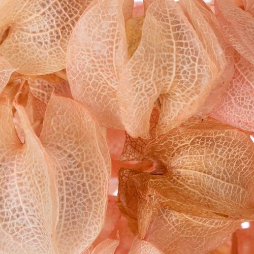 Article Une tige de fleur séchée crée une ambiance romantique dans n'importe quel espace de vie (75 cm).