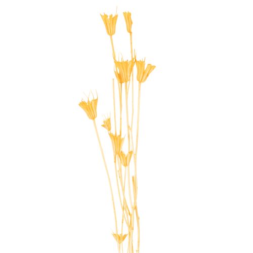 Article Composition florale séchée de Nigella, idéale pour une utilisation prolongée. Élégante et raffinée. 70 cm, 50 g