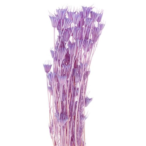 Bouquet de fleurs de nigelle séchées, pour la décoration du salon, crée une ambiance unique, 70 cm, 50 g