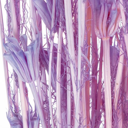 Article Bouquet de fleurs de nigelle séchées, pour la décoration du salon, crée une ambiance unique, 70 cm, 50 g