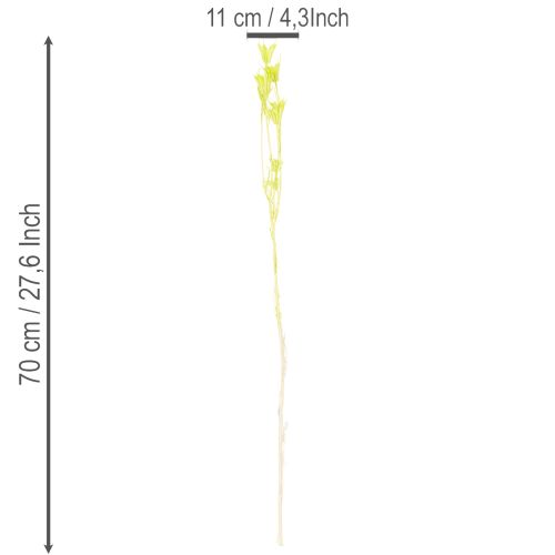 Article Fleurs de nigelle séchées, charmante décoration naturelle pour la maison, 70 cm, 50 g