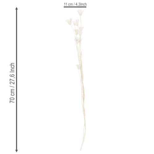 Article Bouquet de fleurs de nigelle séchées, élément décoratif naturel et élégant pour intérieurs raffinés, 70 cm, 50 g