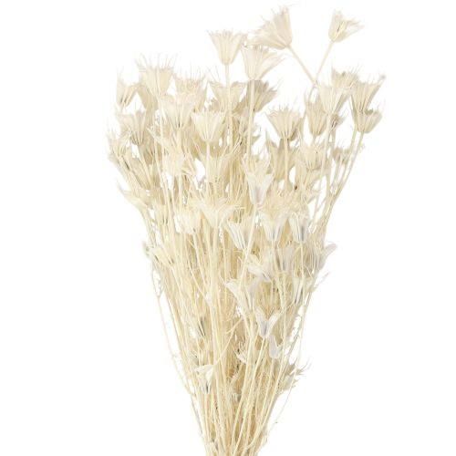 Floristik24 Nigella Orientalis Fleurs séchées Cumin noir blanc 50 cm 100 g