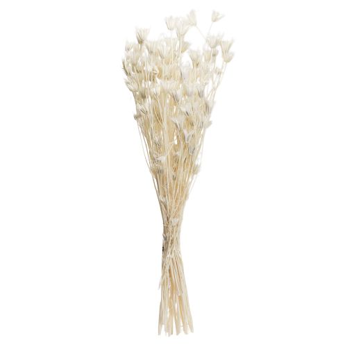 Article Nigella Orientalis Fleurs séchées Cumin noir blanc 50 cm 100 g