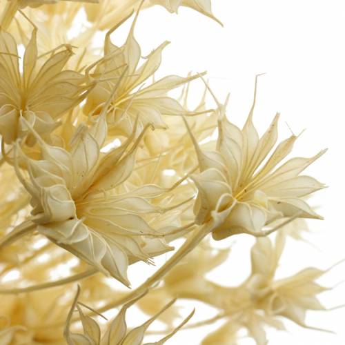 Floristik24 Graines de Fleurs Séchées Cumin Noir Blanchies 100g