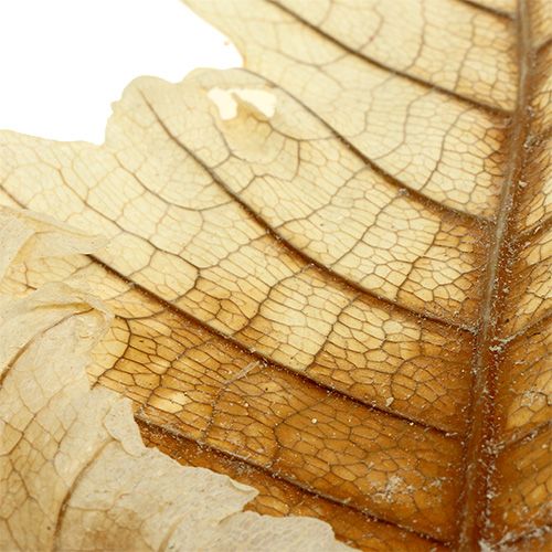 Article Feuille de Chêne blanchie 35 pcs