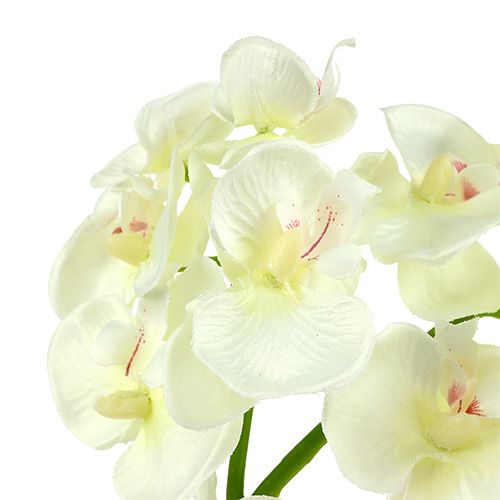 Article Orchidée blanc crème L57cm 6pcs