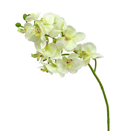 Article Orchidée vert clair 56cm 6pcs