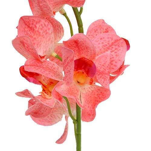 Article Orchidée Mokara Saumon 50cm 6pcs