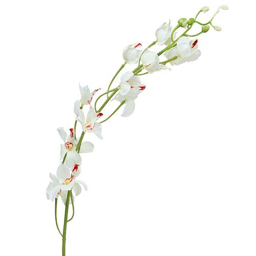 Floristik24 Orchidée Mokara en blanc 92cm 3P