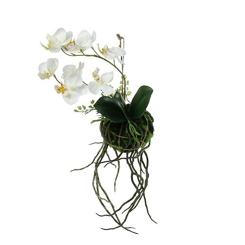 Floristik24.fr Orchidée Phalaenopsis à suspendre H26cm Crème - acheter pas  cher en ligne