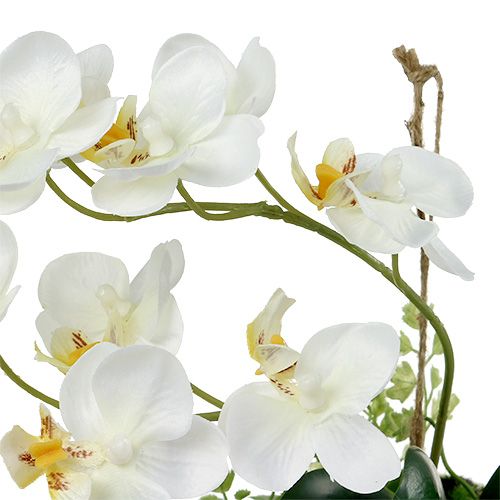 Floristik24 Orchidée Phalaenopsis à suspendre H26cm Crème