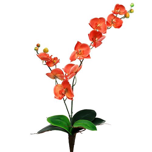 Floristik24 Orchidée deux branches 60 cm orange