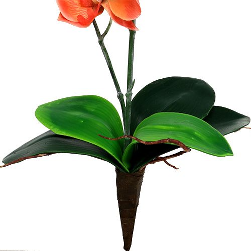 Floristik24 Orchidée deux branches 60 cm orange