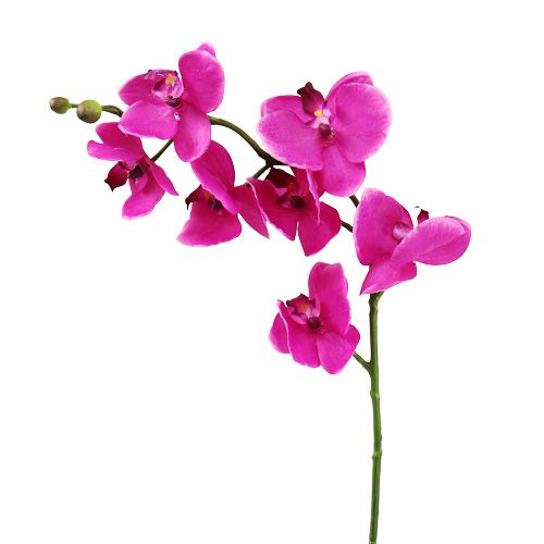 Floristik24 Orchidée Phalaenopsis fuchsia 75 cm