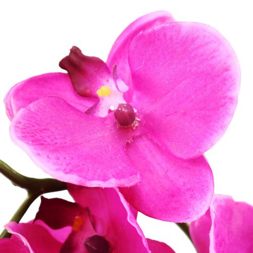 Article Orchidée Phalaenopsis fuchsia 75 cm