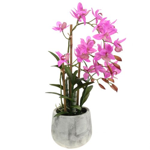 Floristik24 Orchidée en pot violet H55cm