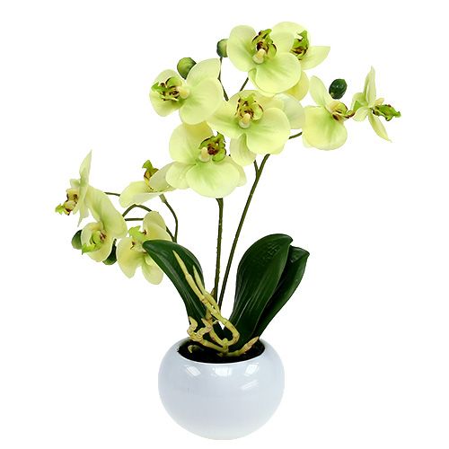 Floristik24 Orchidée en pot vert H30cm
