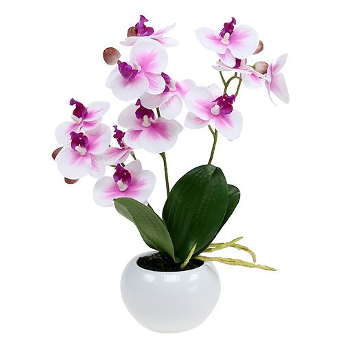 Floristik24 Orchidée en pot H 30 cm blanc-rose