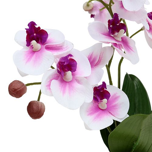 Floristik24 Orchidée en pot H 30 cm blanc-rose