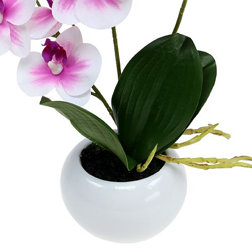 Floristik24 Orchidée en pot H 30 cm blanc-rose